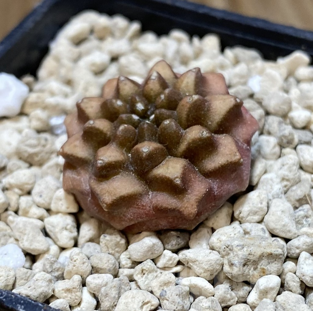 SHPR38070 Gymnocalycium mihanovichii ‘inermis’ seedling - Image 2