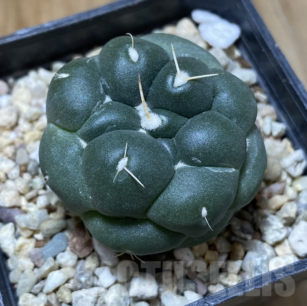 SHPR38071 Coryphantha elephantidens ‘inermis’ - Image 2