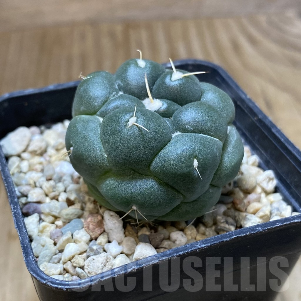 SHPR38071 Coryphantha elephantidens ‘inermis’ - Image 3