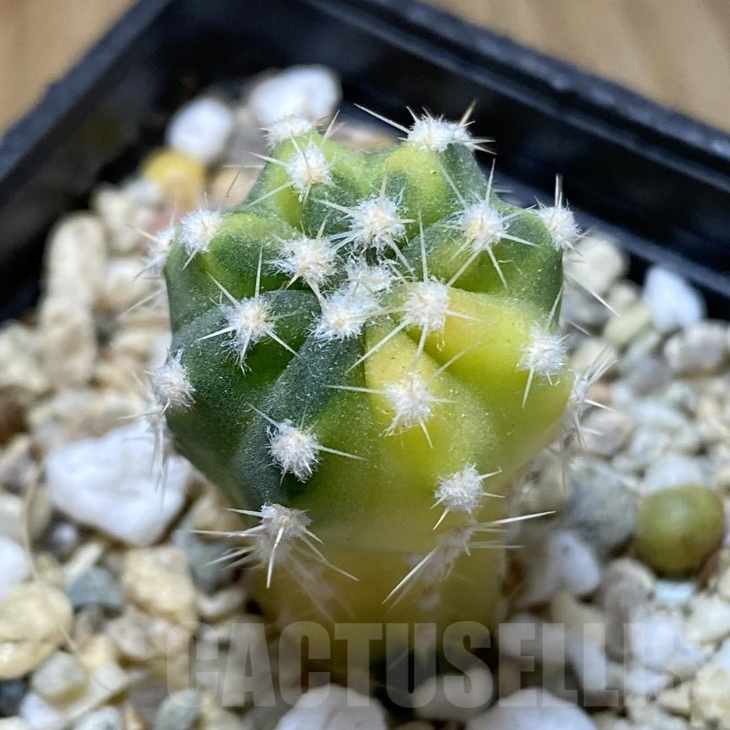 SHPR38072 Echinopsis hybrid f. variegata