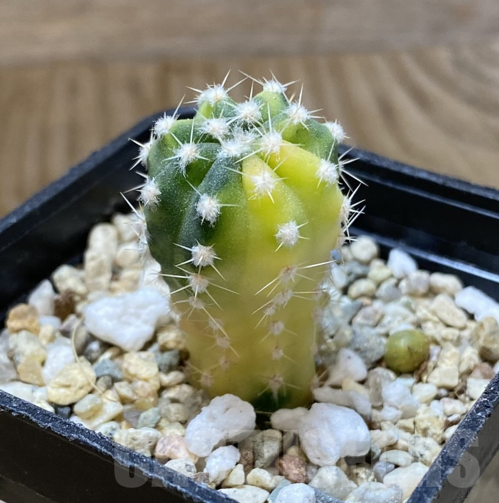 SHPR38072 Echinopsis hybrid f. variegata – Image 2