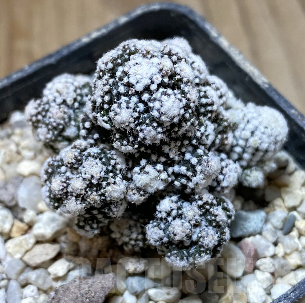 SHPR38073 Copiapoa tenuissima f. monstrosa