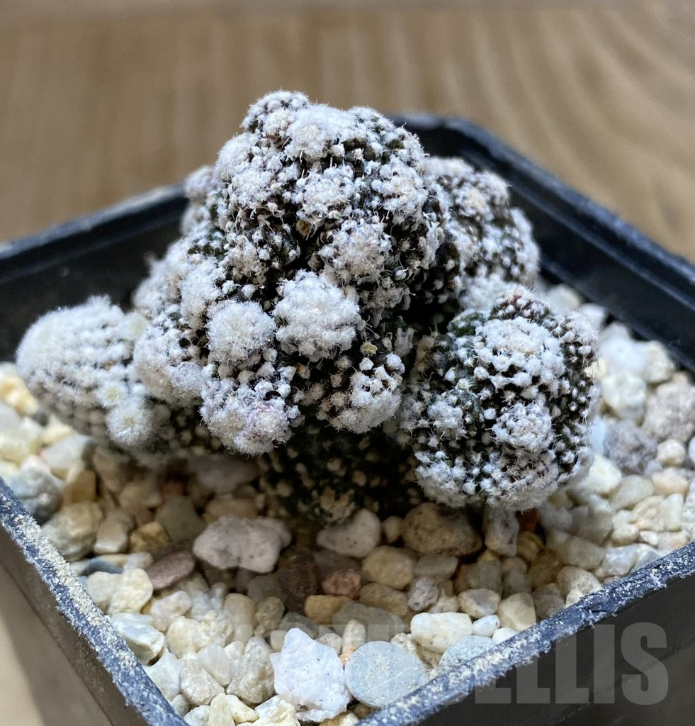 SHPR38073 Copiapoa tenuissima f. monstrosa – Image 2