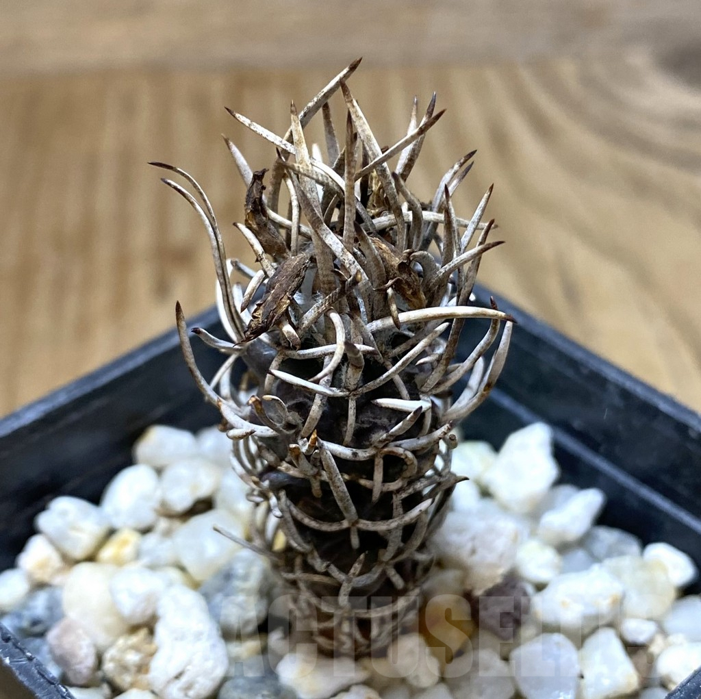 SHPR38074 Turbinicarpus flaviflorus