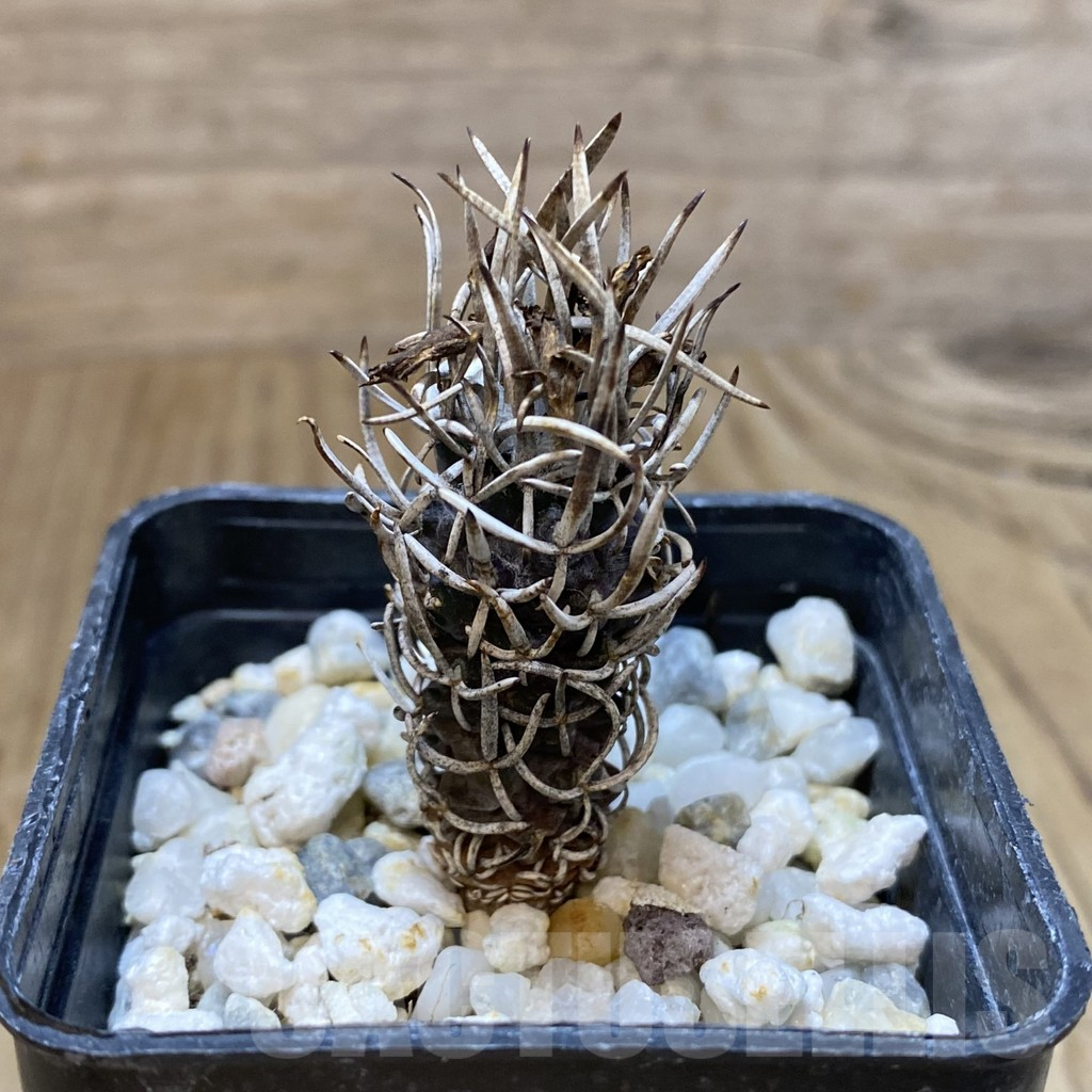 SHPR38074 Turbinicarpus flaviflorus - immagine 2