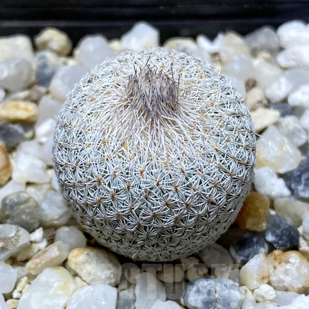 SHPR38075 Epithelantha micromeris PM 166