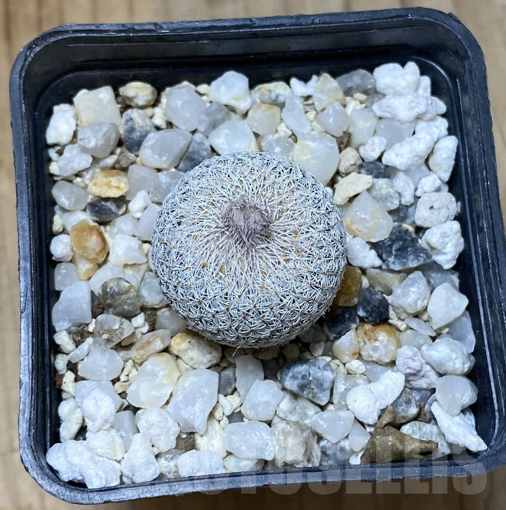 SHPR38075 Epithelantha micromeris PM 166 - Зображення 2