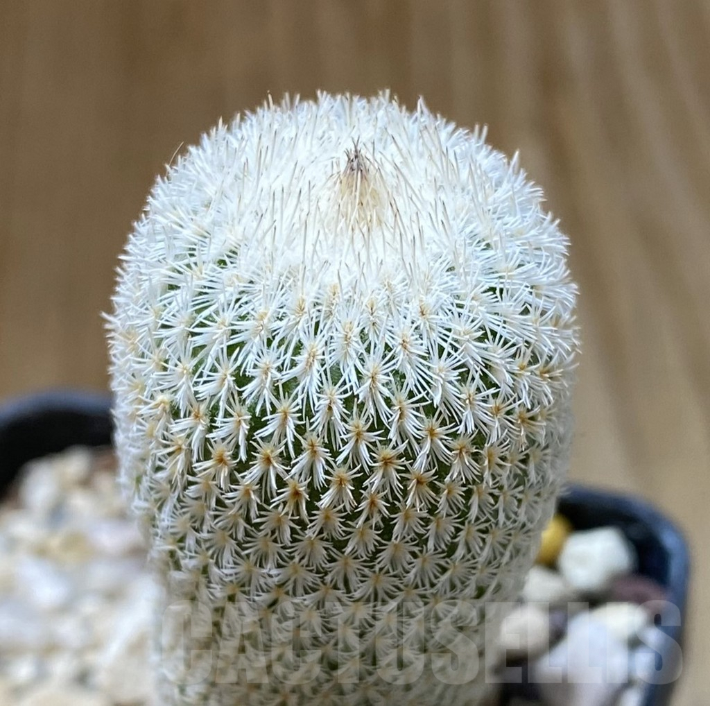 SHPR38076 Epithelantha micromeris PM 166