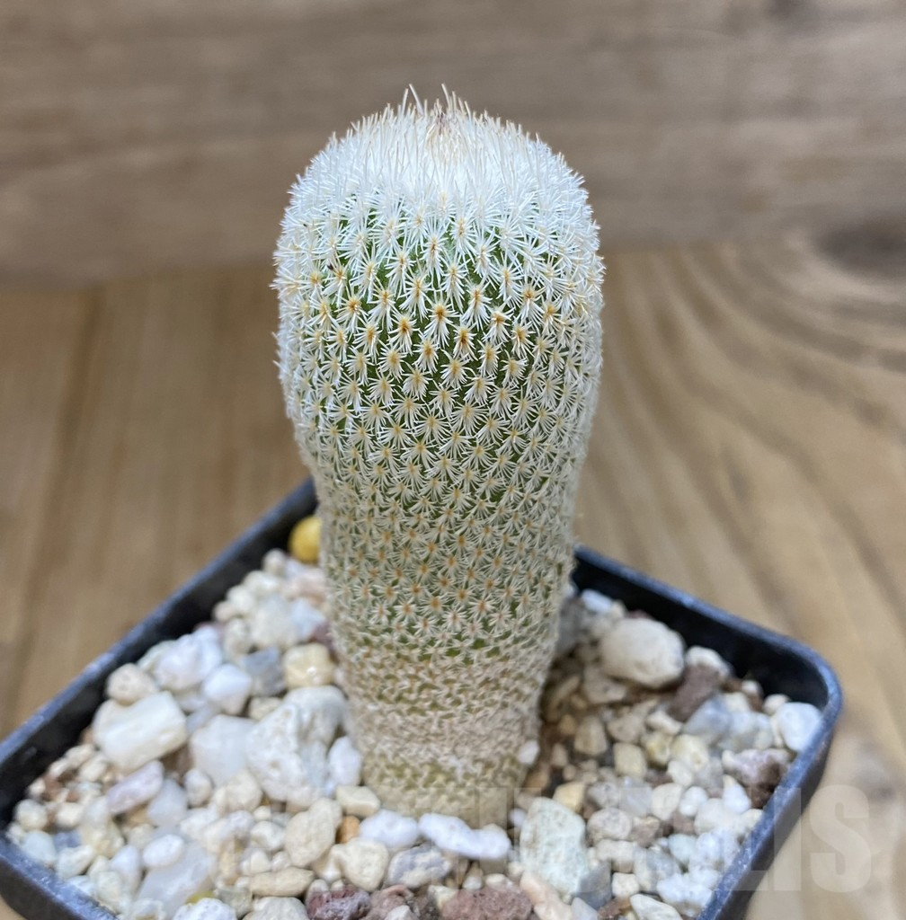 SHPR38076 Epithelantha micromeris PM 166 - Image 2