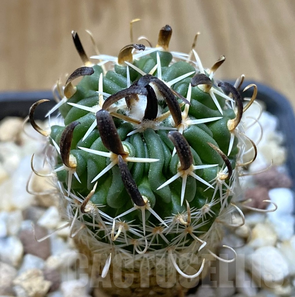 SHPR38078 Echinofossulocactus phyllacanthus v. violaciflorus