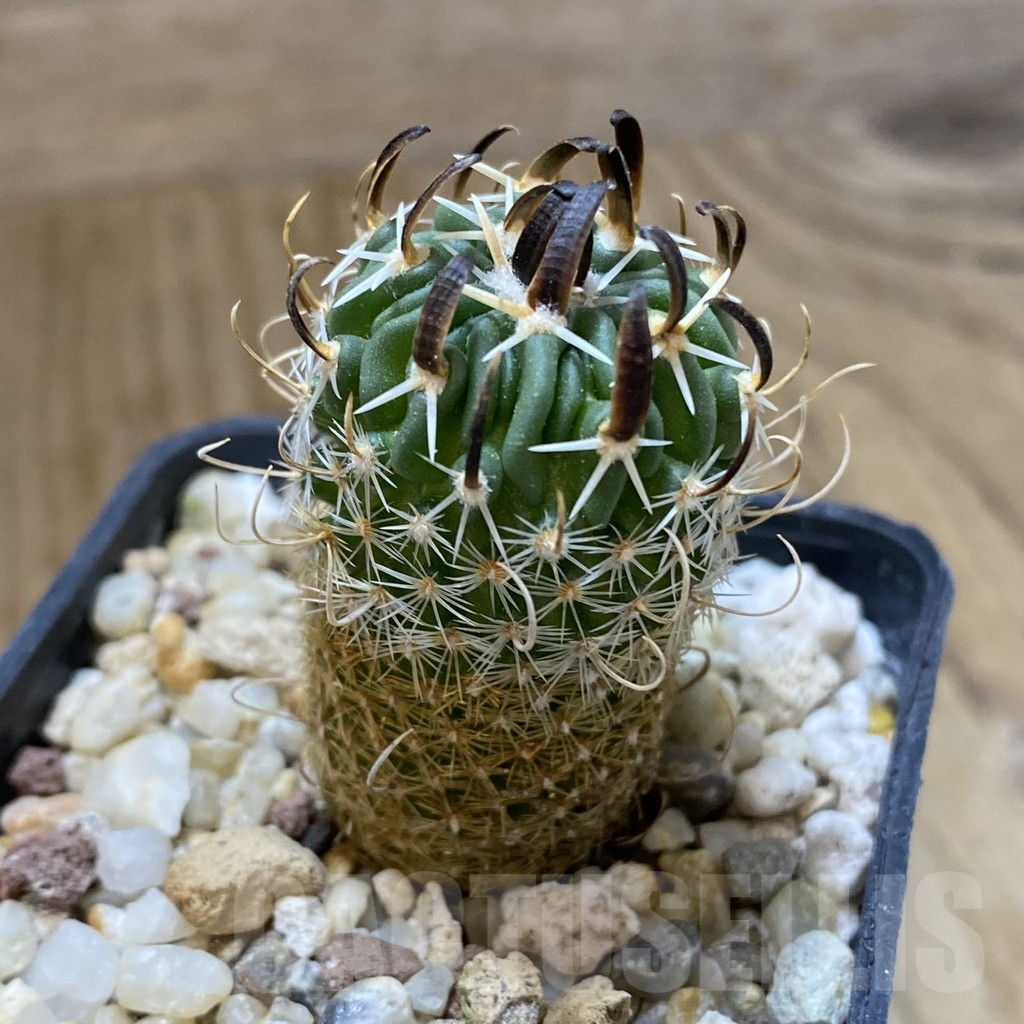 SHPR38078 Echinofossulocactus phyllacanthus v. violaciflorus – Bild 2