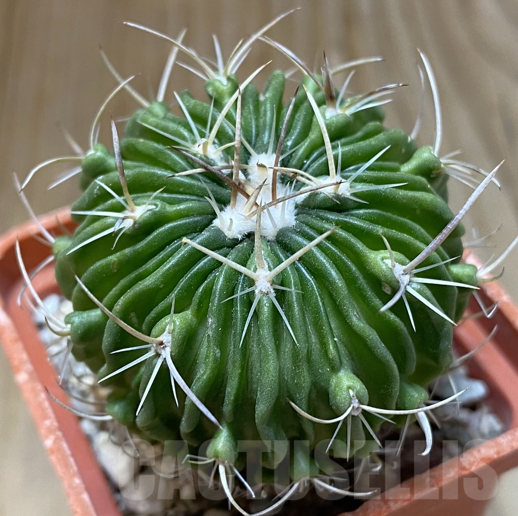 SHPR38081 Echinofossulocactus multicostatus