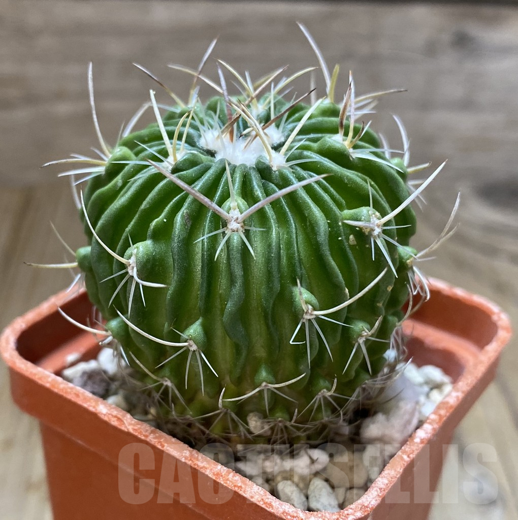 SHPR38081 Echinofossulocactus multicostatus – Bild 2