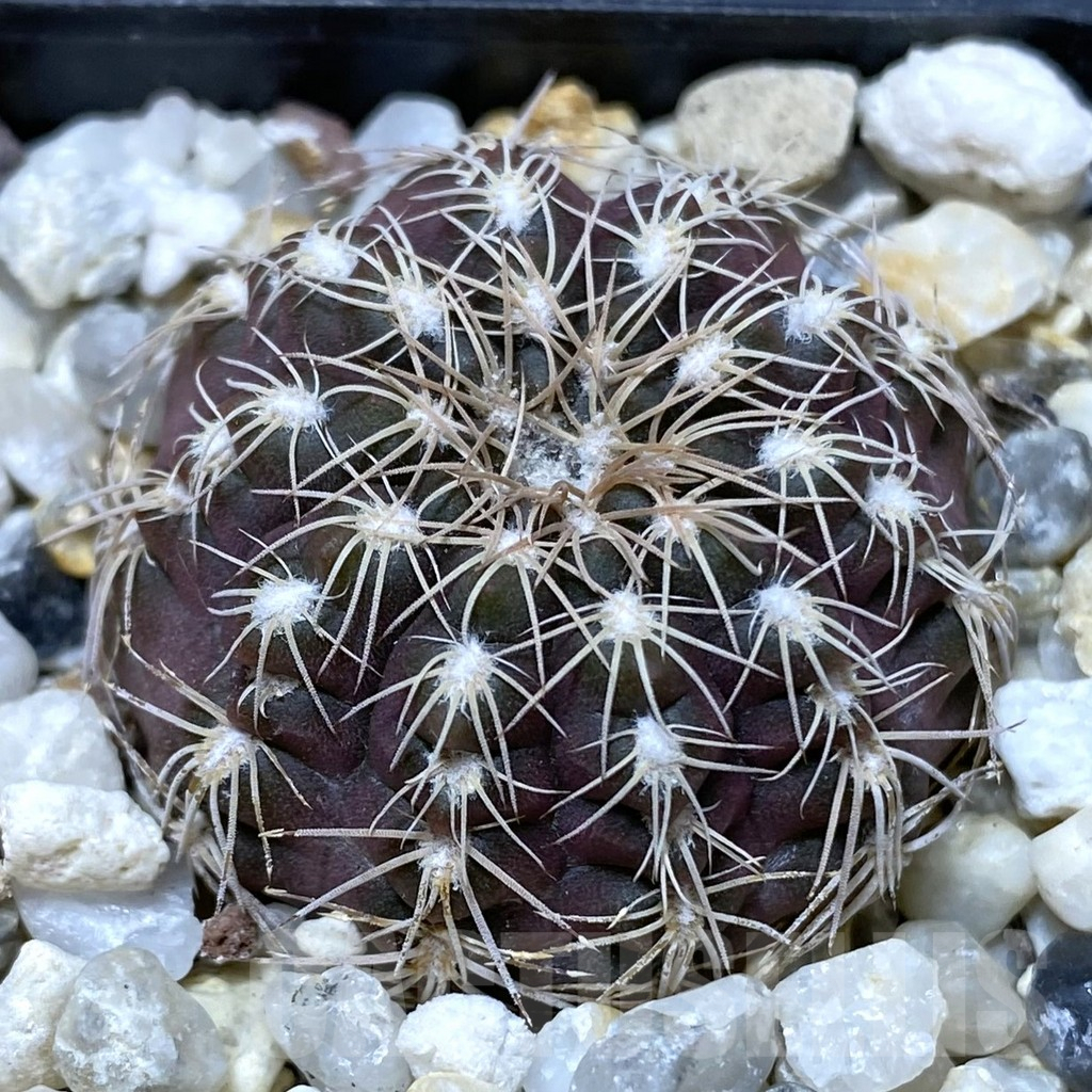 SHPR38174 Gymnocalycium affine RER 444 -San Francisco-