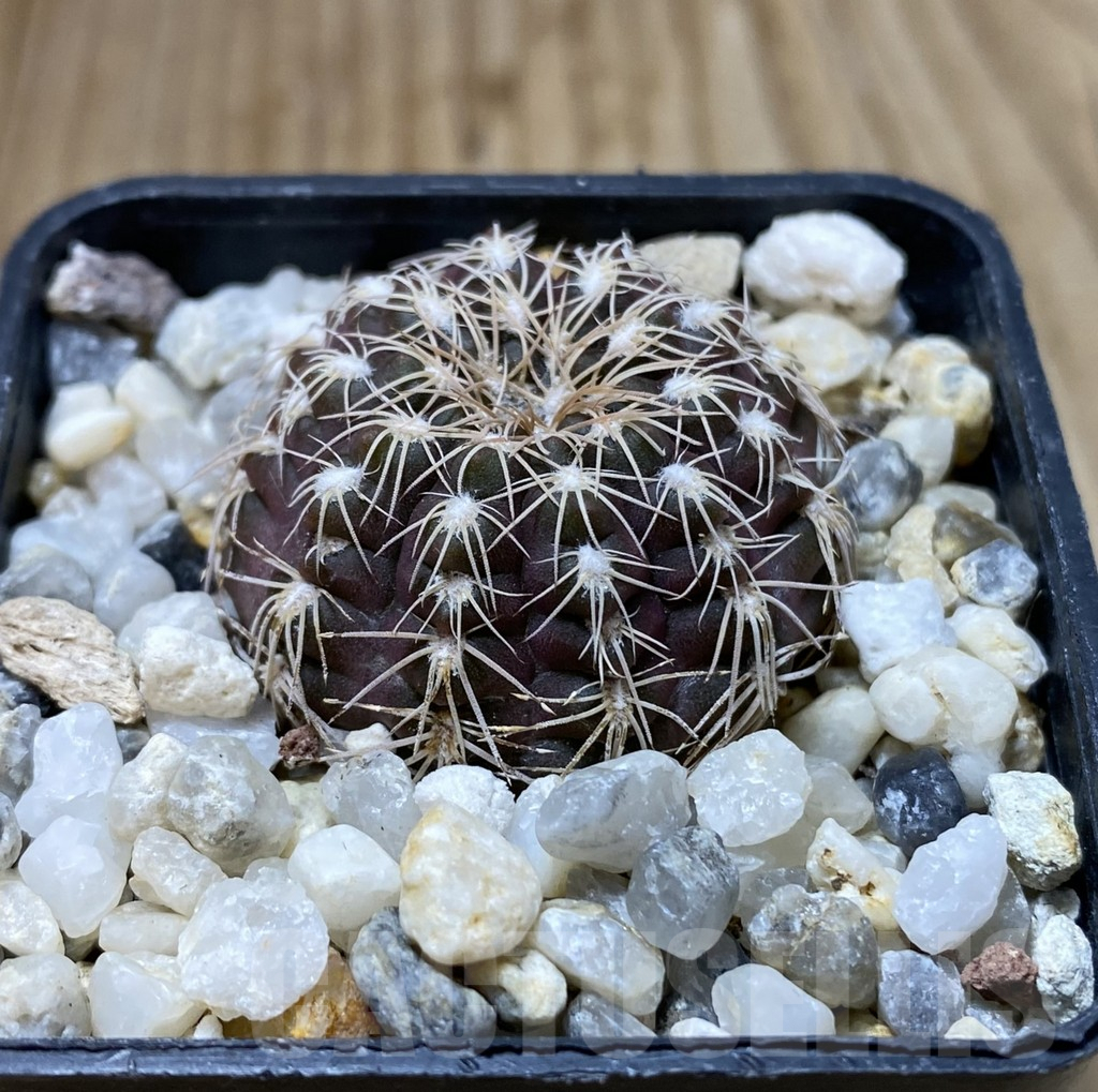 SHPR38174 Gymnocalycium affine RER 444 -San Francisco- – Image 2