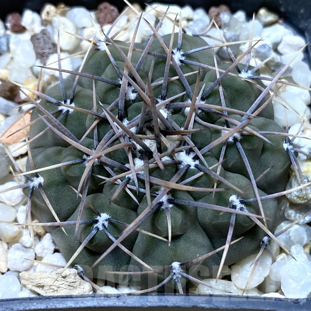 SHPR38176 Gymnocalycium ochoterenae LB 466