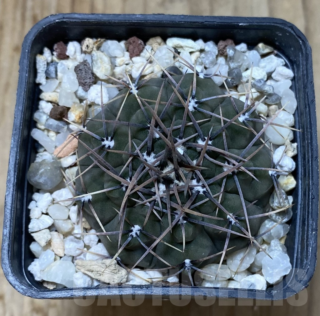 SHPR38176 Gymnocalycium ochoterenae LB 466 – Image 2