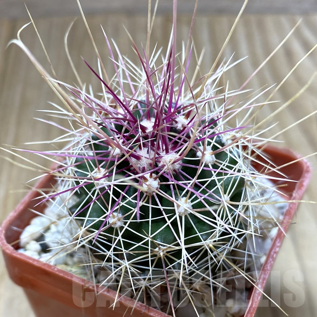 SHPR38146 Ferocactus longihamatus GL150