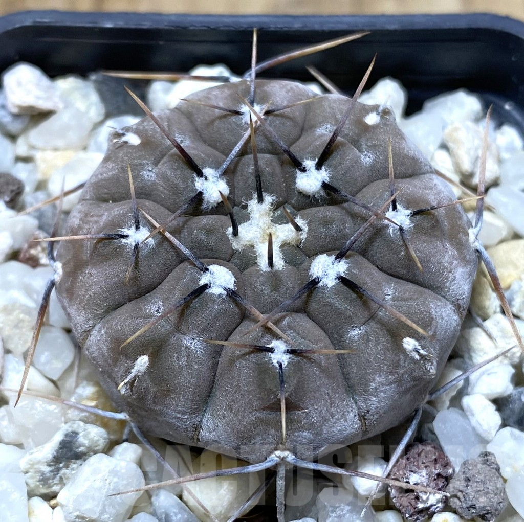 SHPR38177 Gymnocalycium esperanzae