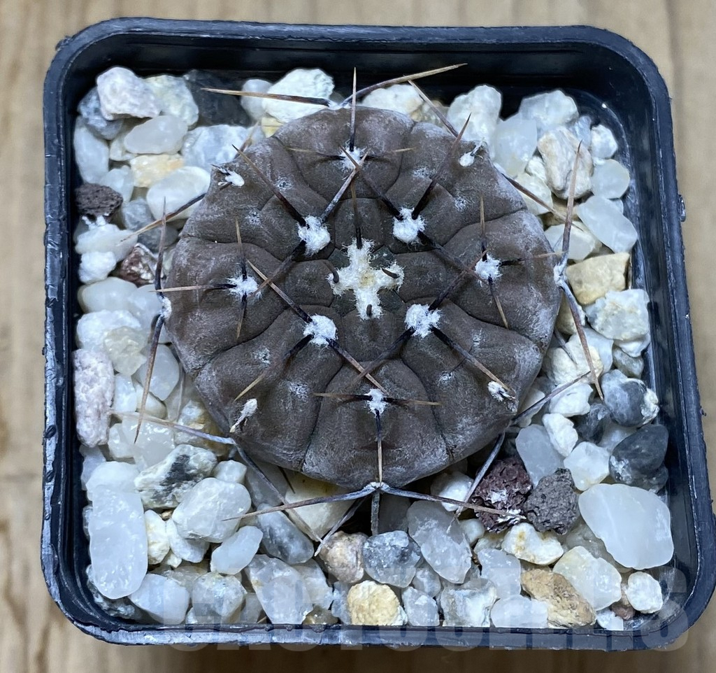 SHPR38177 Gymnocalycium esperanzae - Image 2