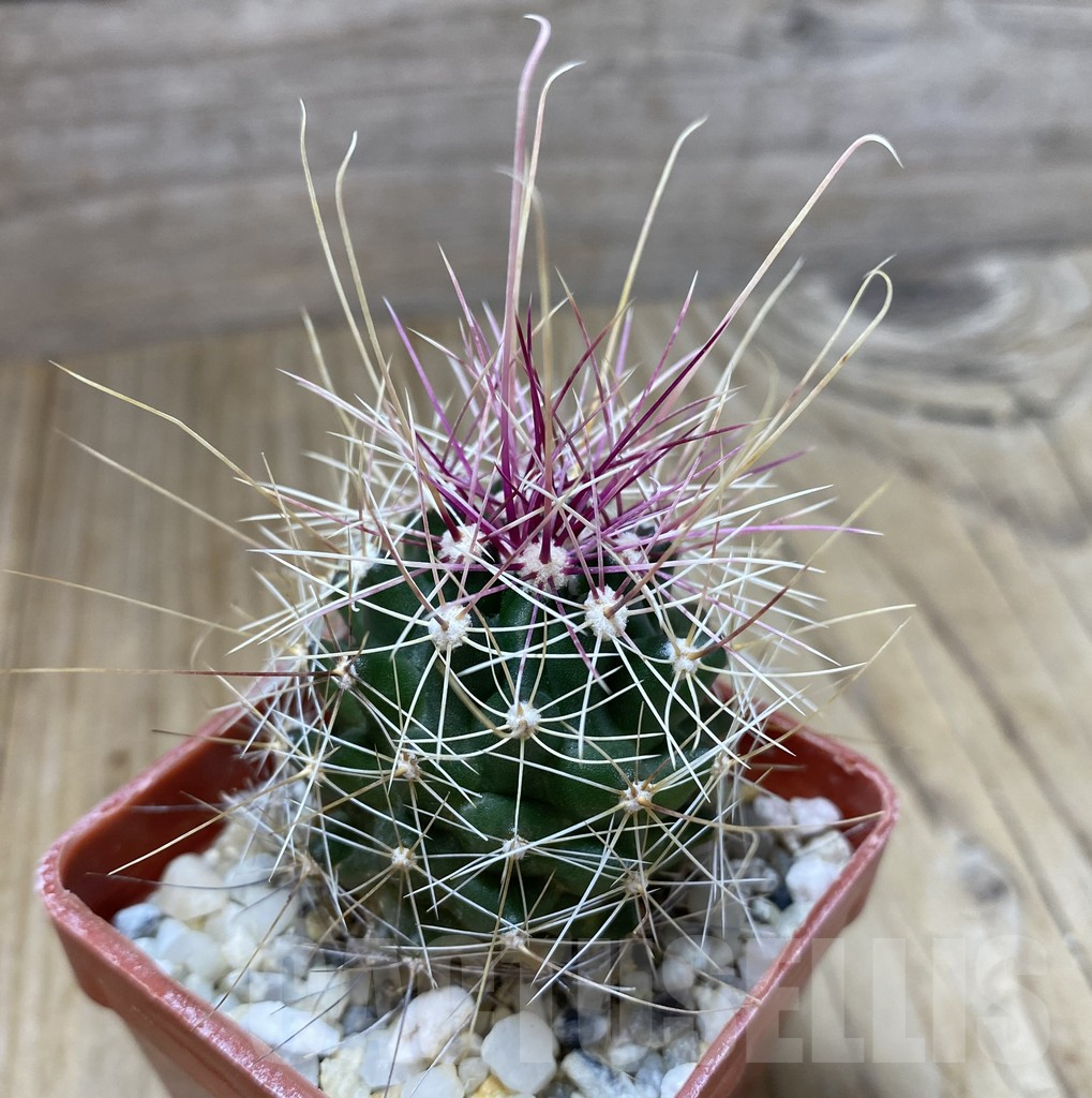 SHPR38146 Ferocactus longihamatus GL150 - Image 2