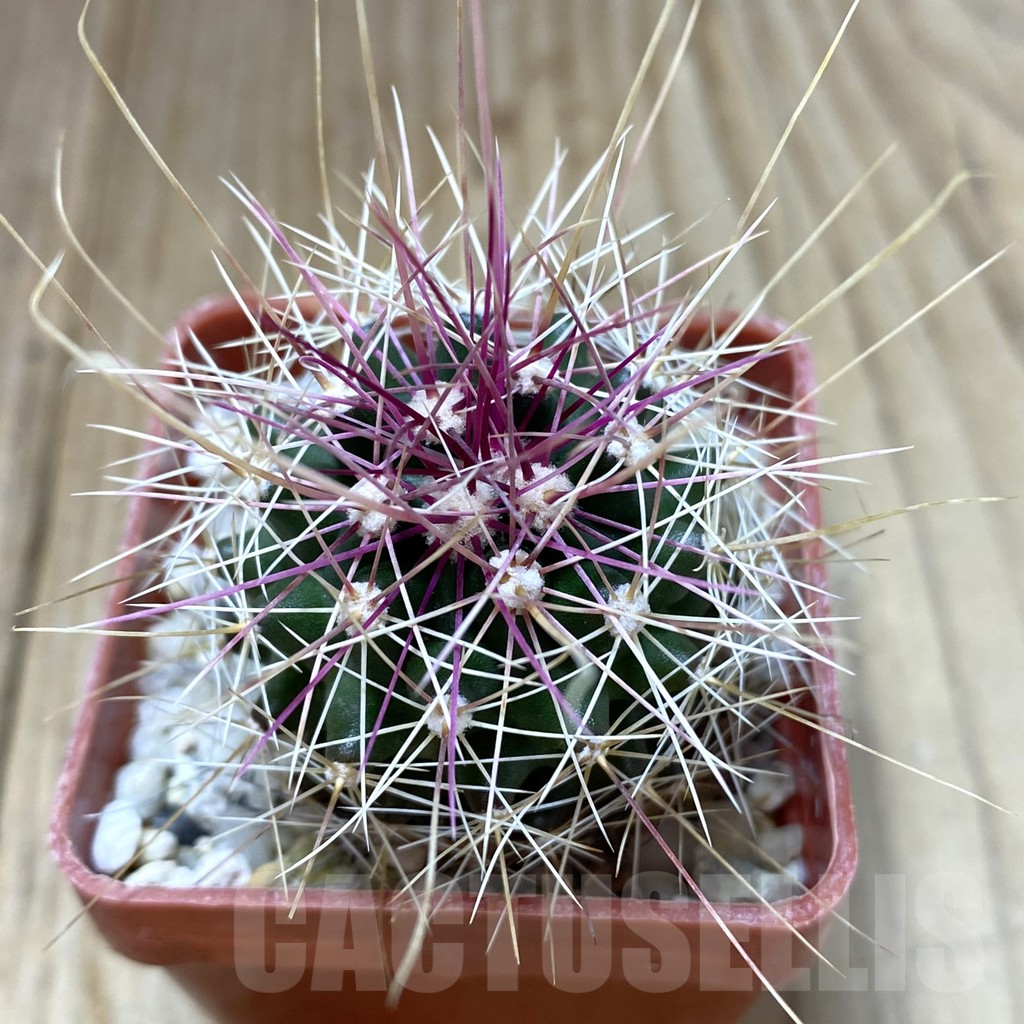 SHPR38146 Ferocactus longihamatus GL150 - Image 3