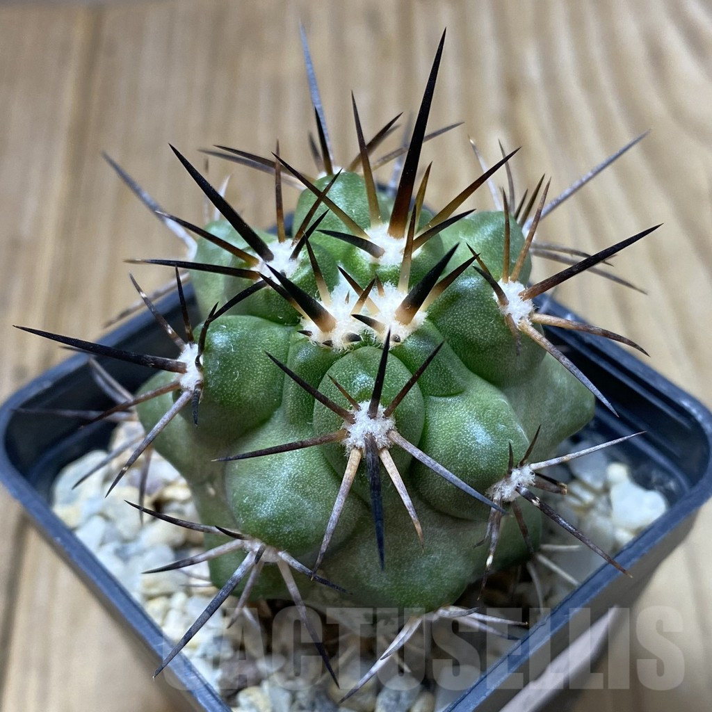 SHPR38147 Copiapoa coquimbana v. armata