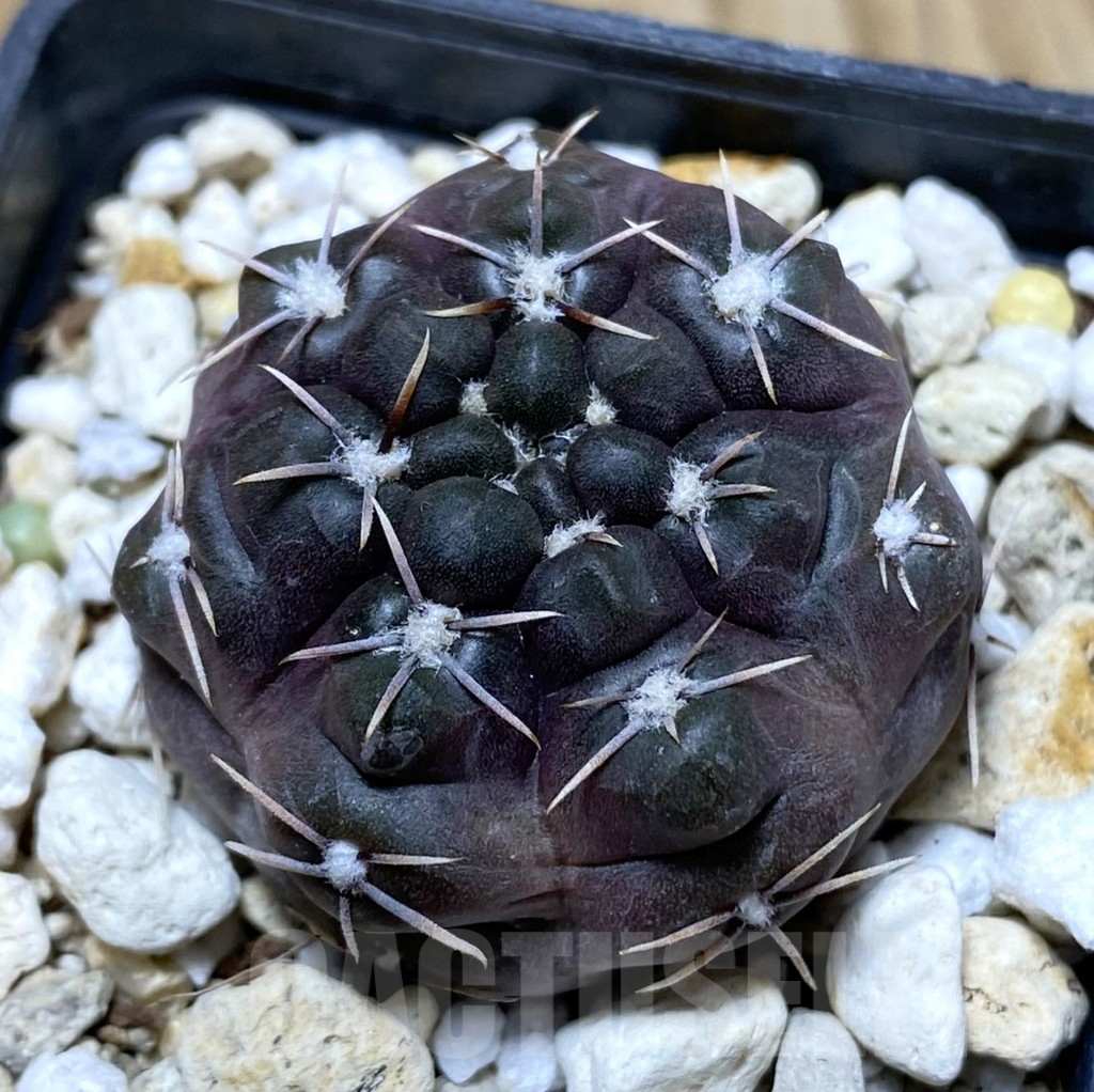 SHPR38192 Gymnocalycium basiatrum