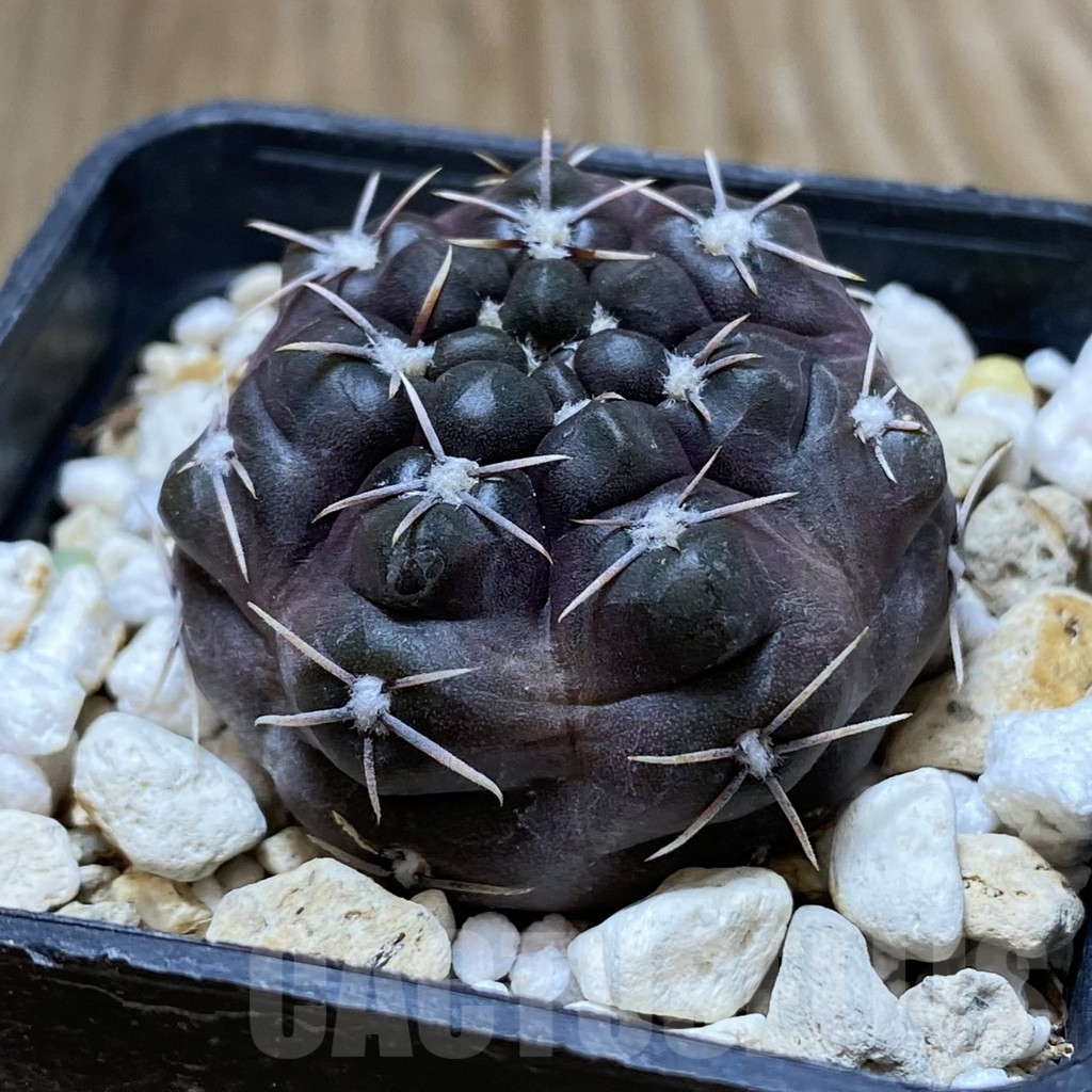 SHPR38192 Gymnocalycium basiatrum - Image 2