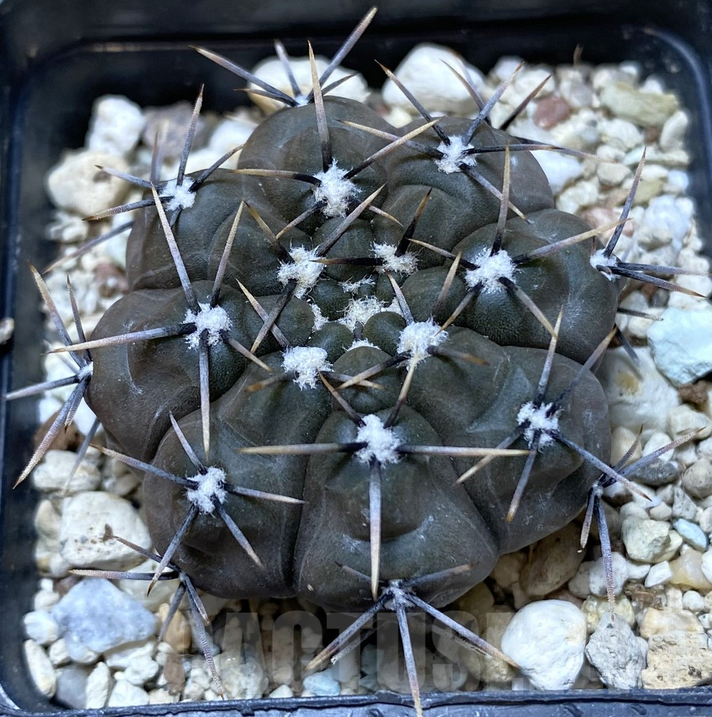 SHPR38193 Gymnocalycium basiatrum