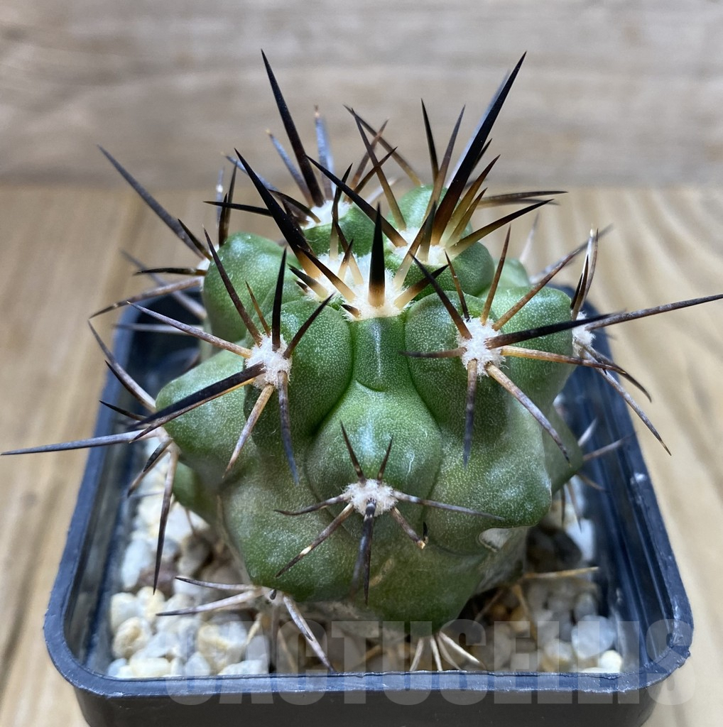 SHPR38147 Copiapoa coquimbana v. armata - Image 2