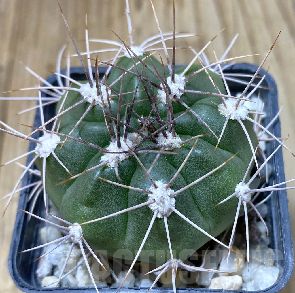 SHPR38197 Gymnocalycium valnicekianum