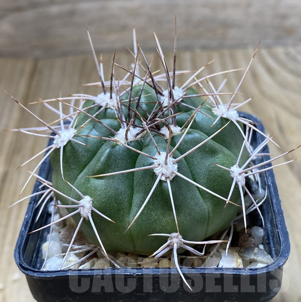 SHPR38197 Gymnocalycium valnicekianum - Image 2