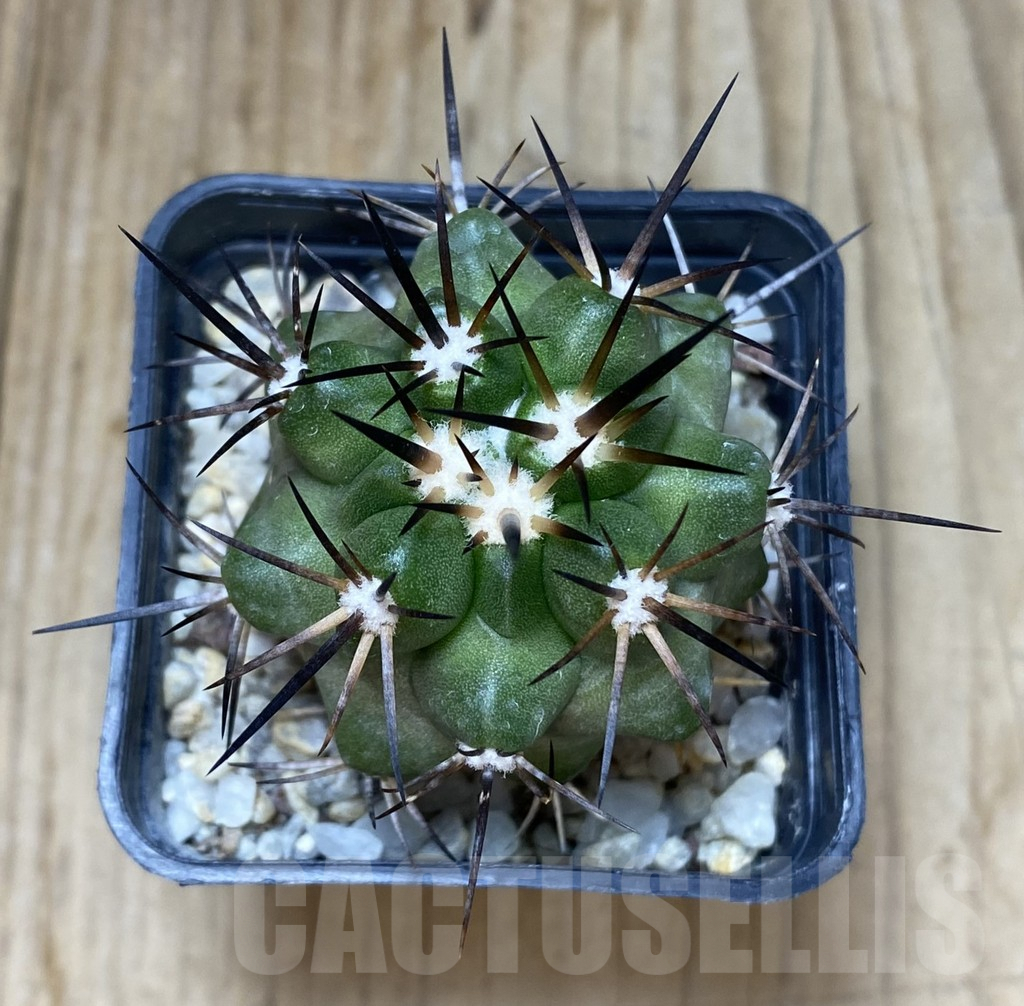 SHPR38147 Copiapoa coquimbana v. armata - Image 3