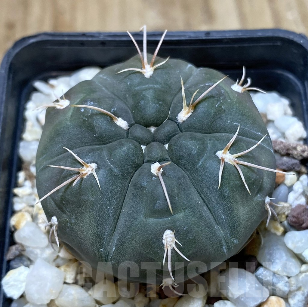 SHPR38198 Gymnocalycium sp. LB287 -Los Tapies-