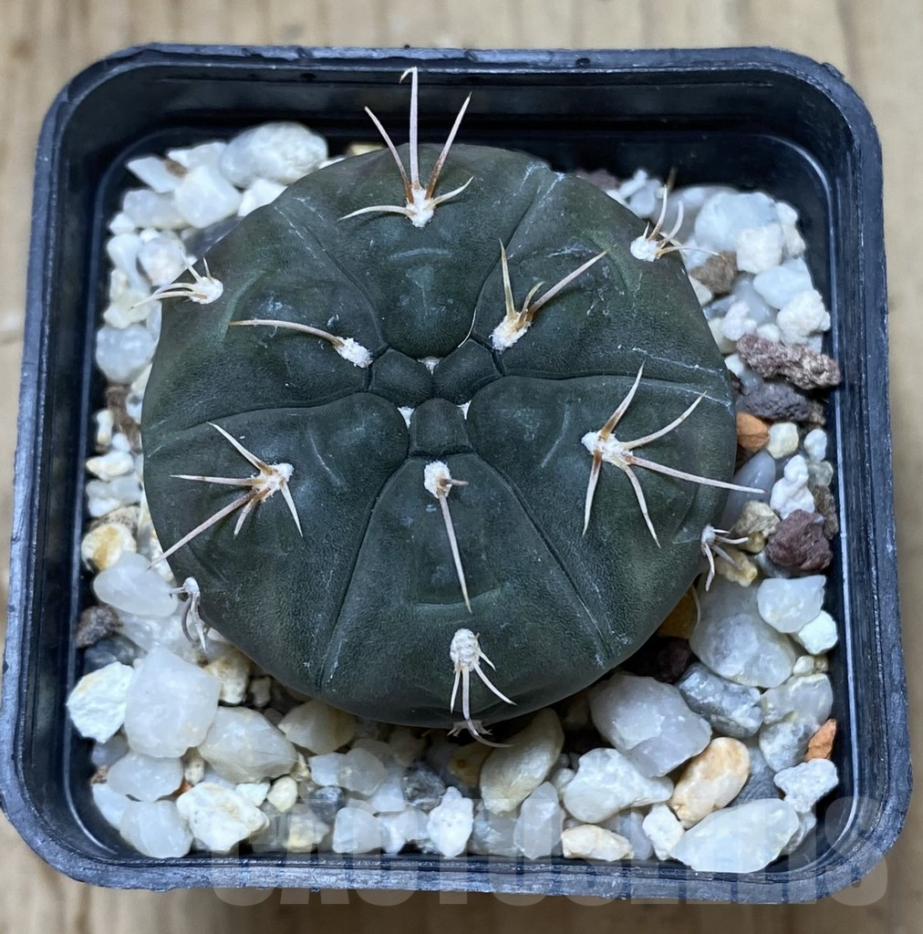 SHPR38198 Gymnocalycium sp. LB287 -Los Tapies- - Image 2