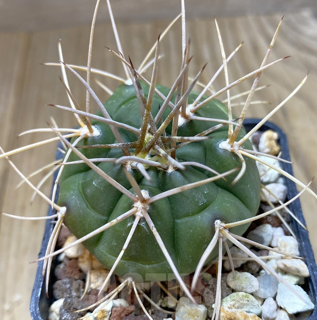 SHPR38200 Gymnocalycium eurypleurum -Cerro Leon, Paraguay-