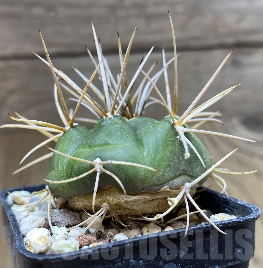 SHPR38200 Gymnocalycium eurypleurum -Cerro Leon, Paraguay- – Image 2