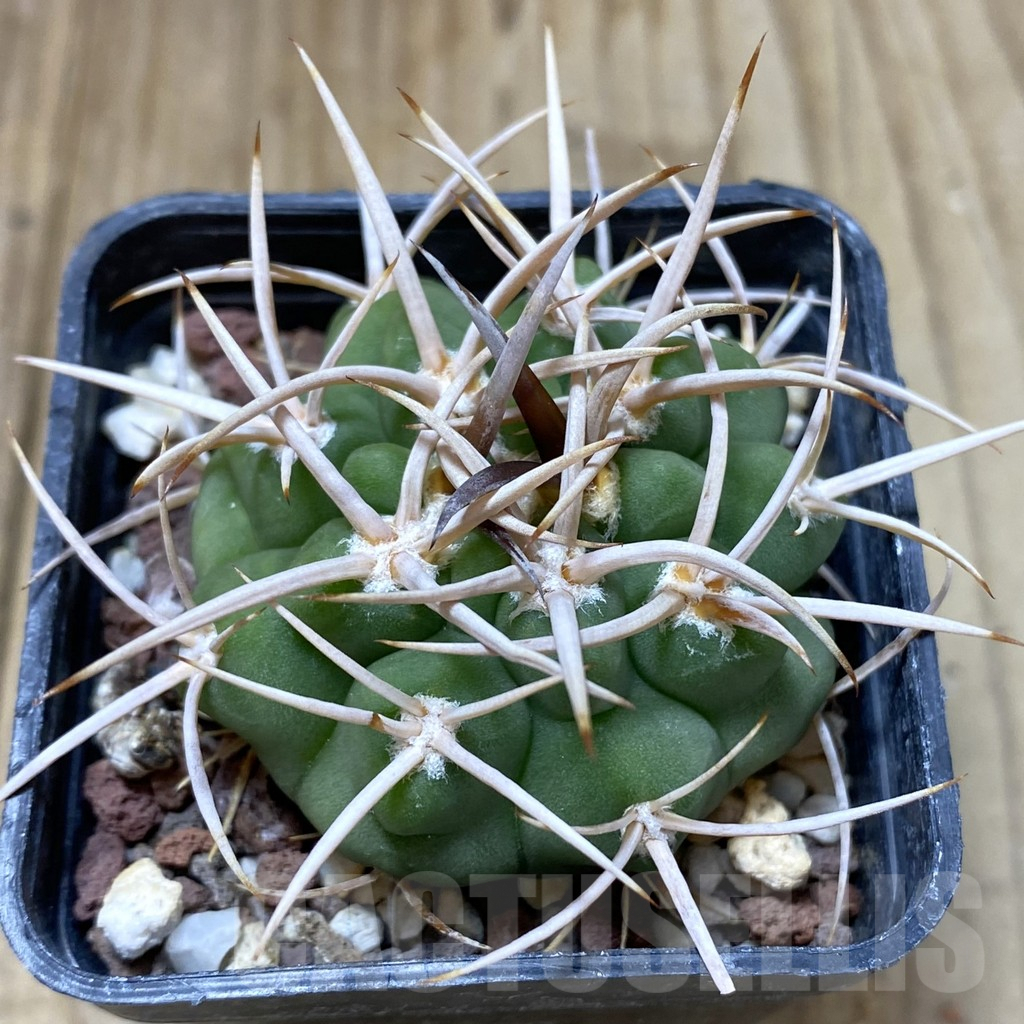 SHPR38202 Gymnocalycium hybopleurum v. ferocior, Cordoba, Argentina