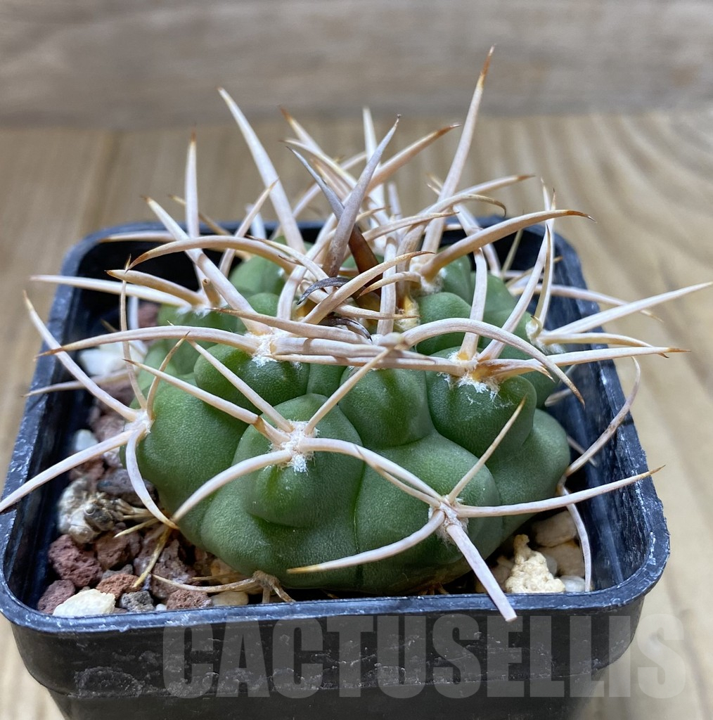 SHPR38202 Gymnocalycium hybopleurum v. ferocior, Cordoba, Argentina – Image 2