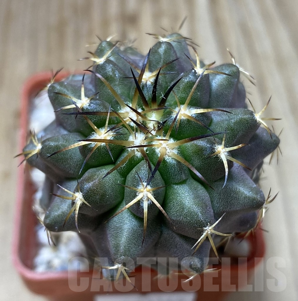 SHPR38148 Copiapoa montana