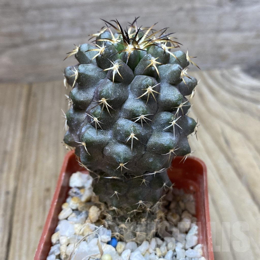 SHPR38148 Copiapoa montana - Image 2