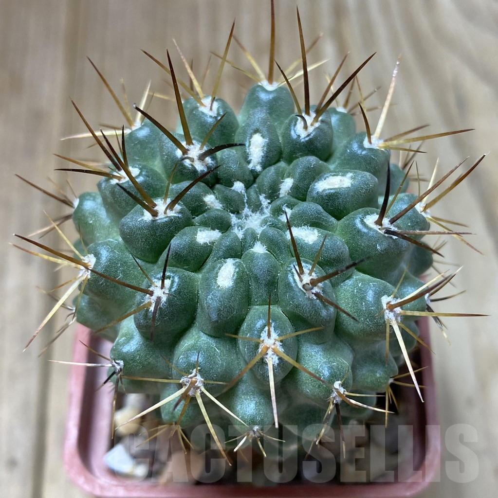 SHPR38149 Neochilenia aff. deherdtiana