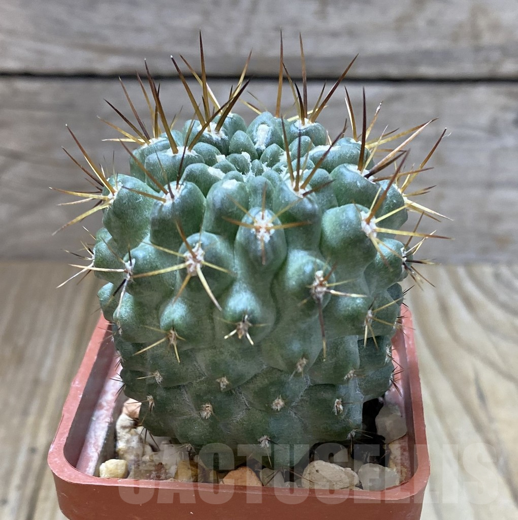 SHPR38149 Neochilenia aff. deherdtiana - Image 2