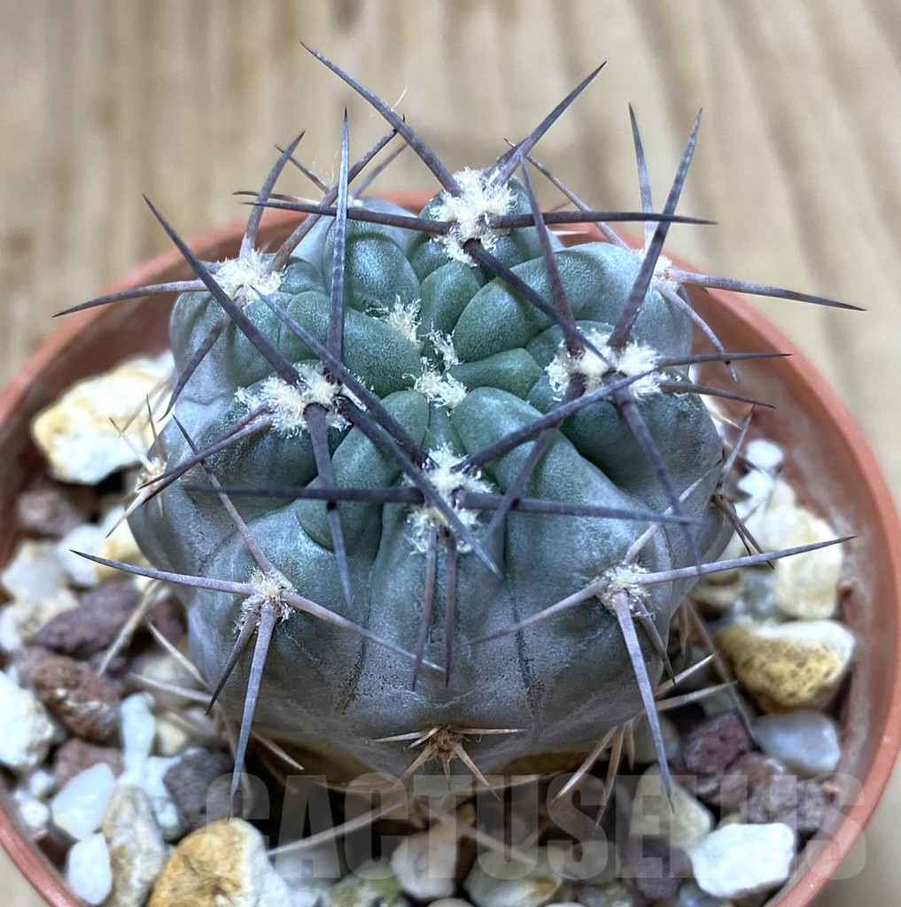 SHPR38150 Acanthocalycium glaucum