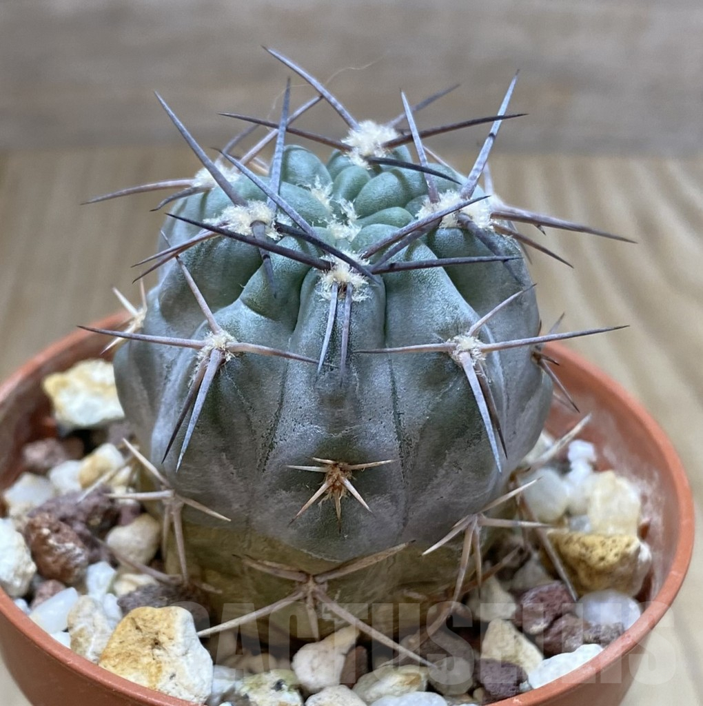 SHPR38150 Acanthocalycium glaucum - 画像 (2)