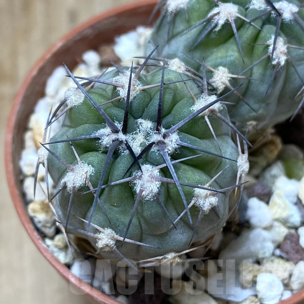 SHPR38151 Acanthocalycium glaucum