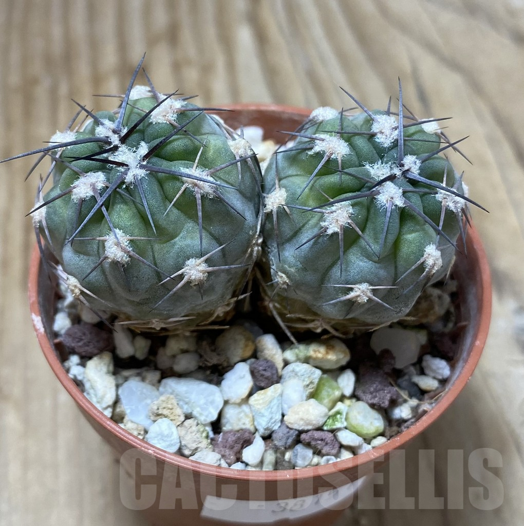 SHPR38151 Acanthocalycium glaucum - immagine 2