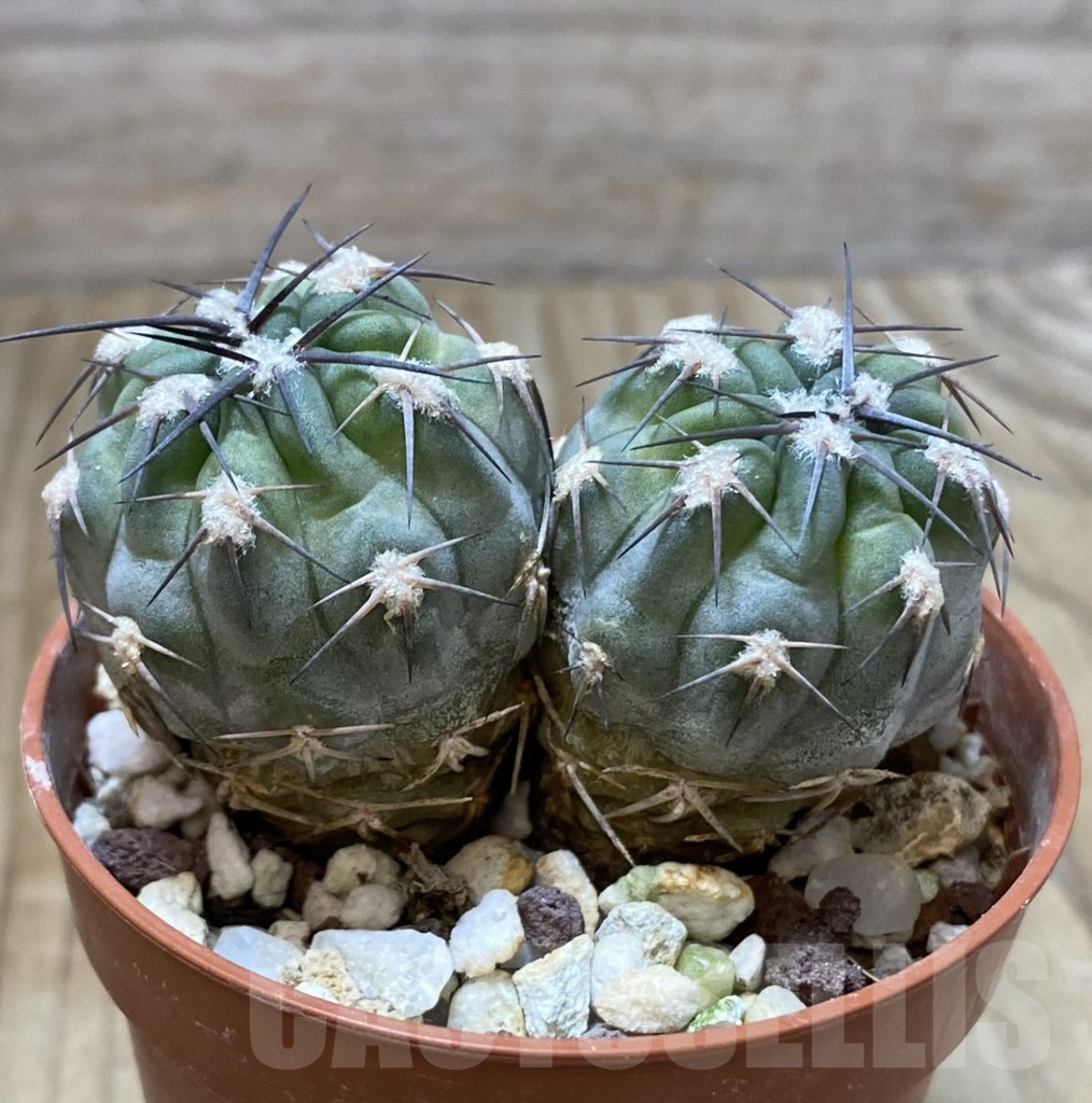 SHPR38151 Acanthocalycium glaucum - immagine 3