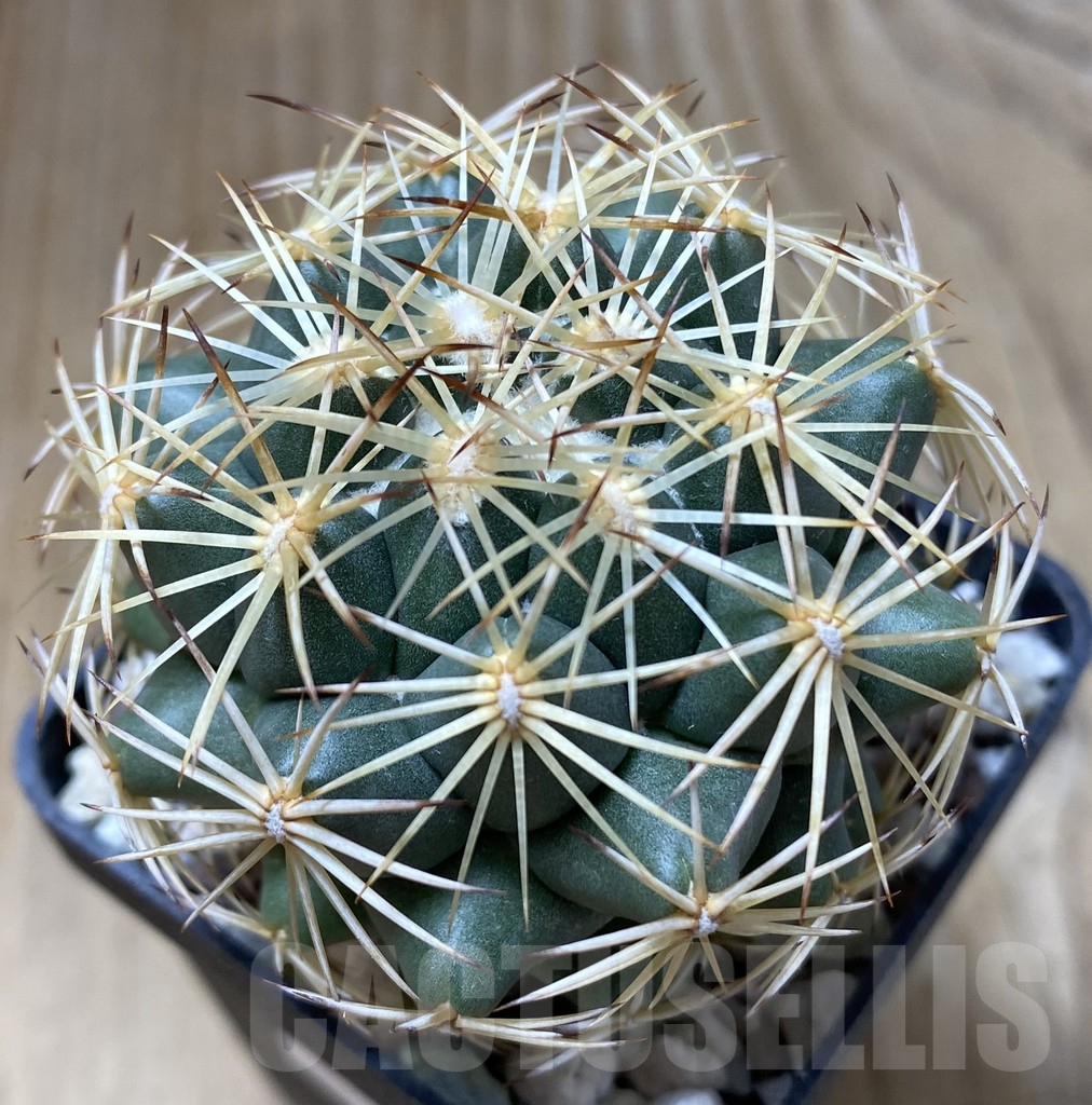 SHPR38153 Coryphantha radians